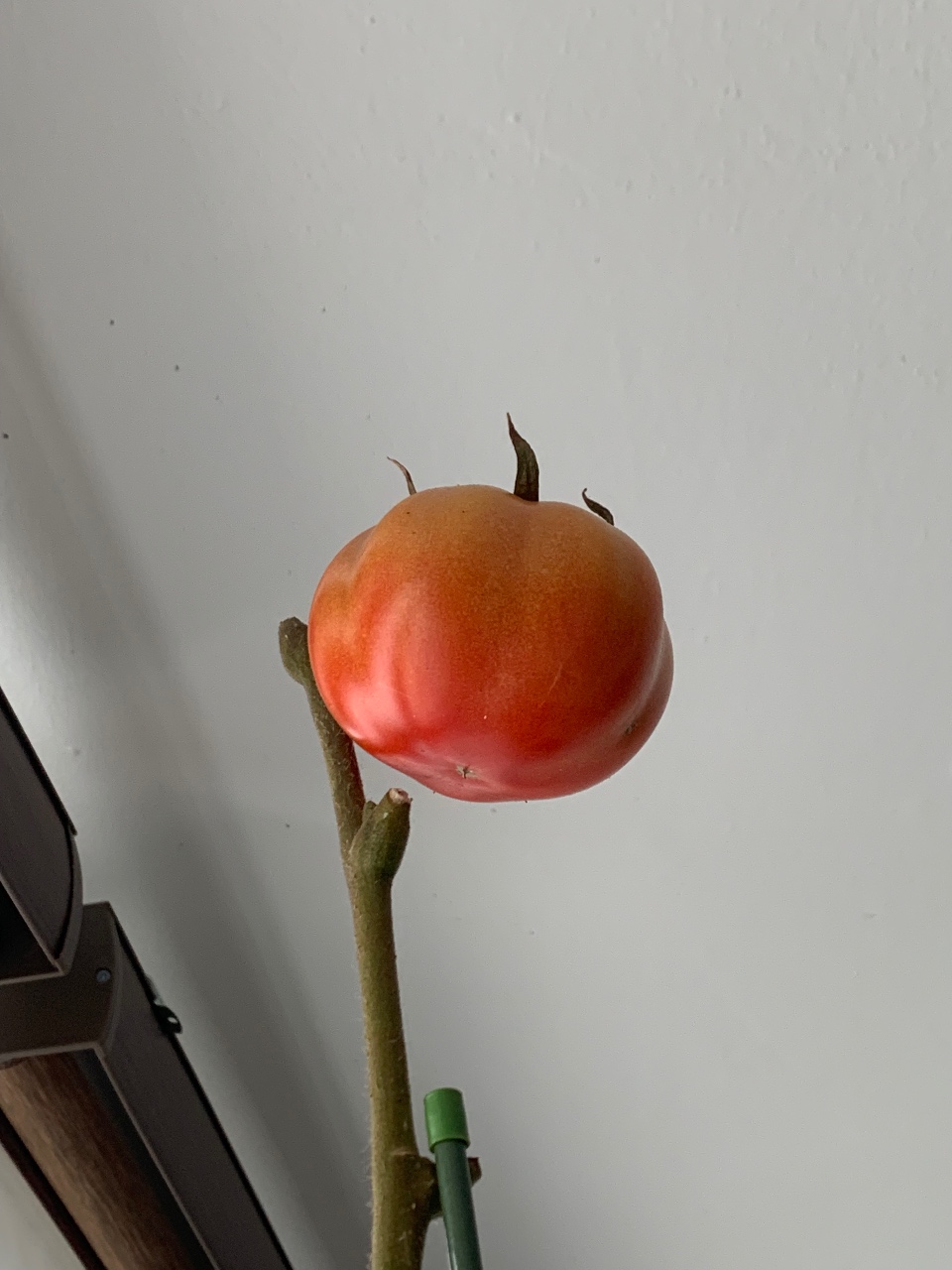 🍅
