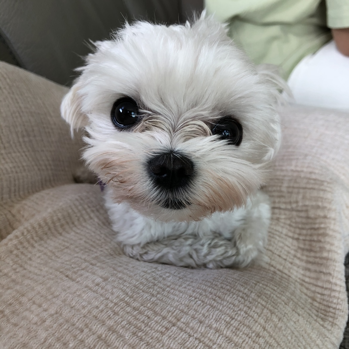 🐶🐶🐶