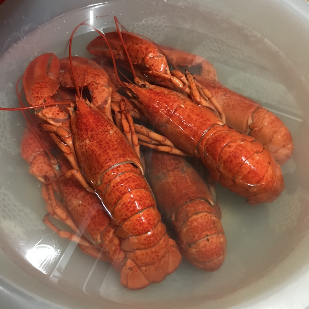 랍스터파티🦞
