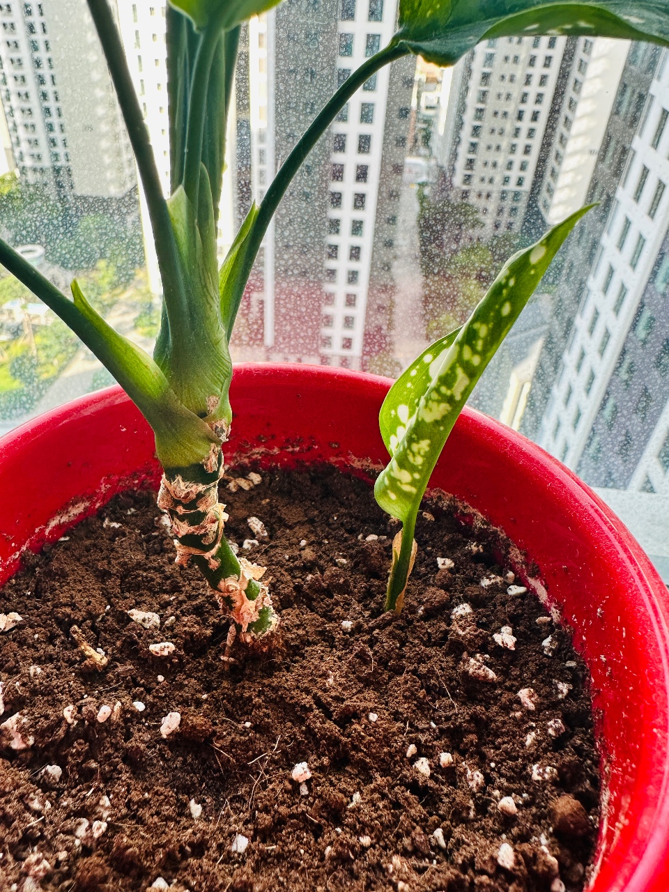 새 싹이 났어요 신기 🌱