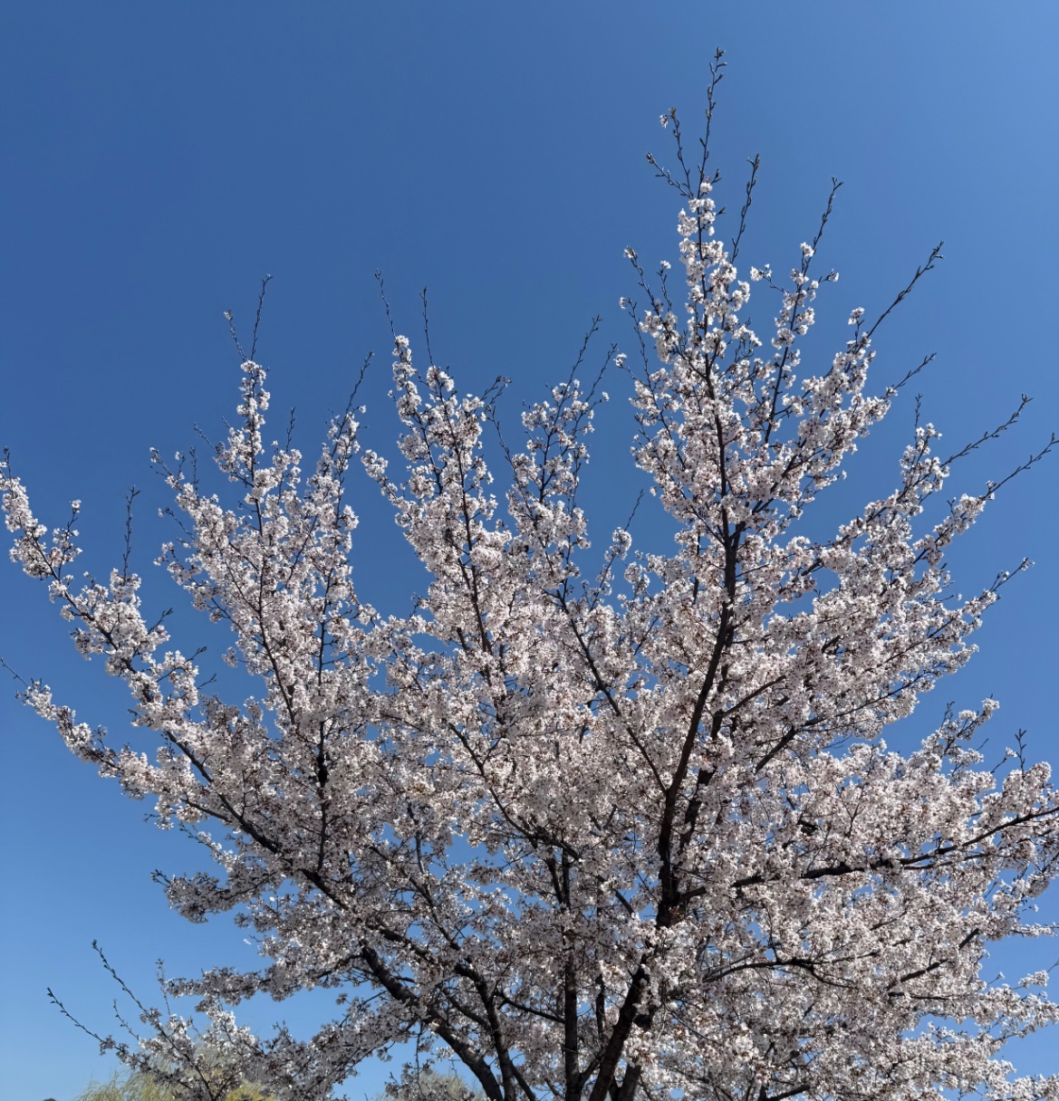 🌸