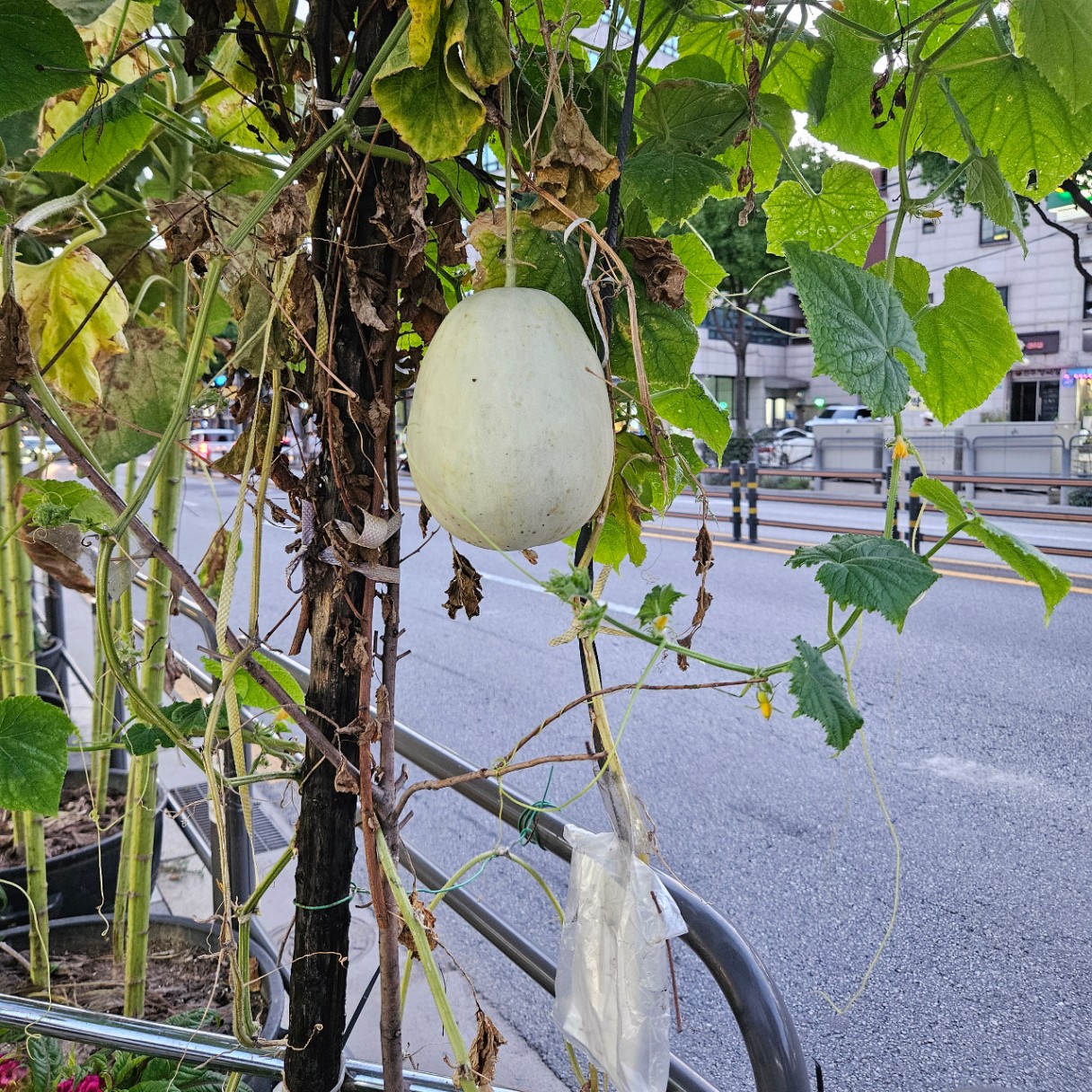 박
