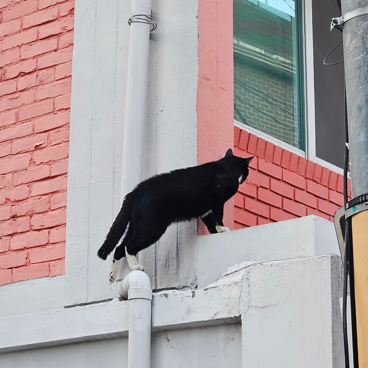 빼꼼