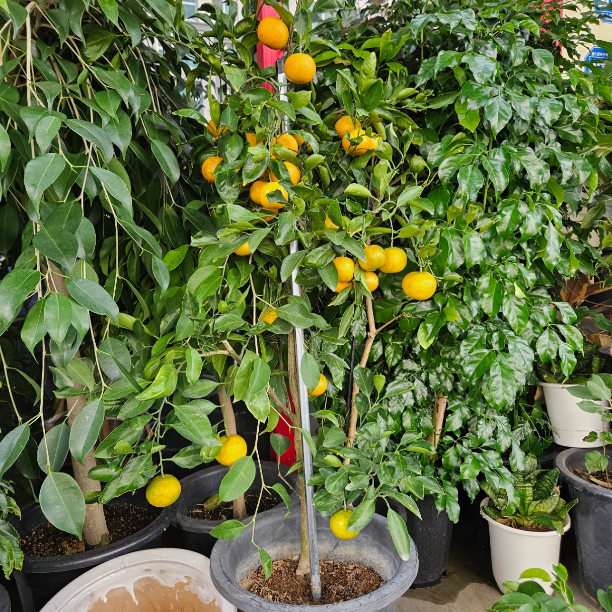🍊
