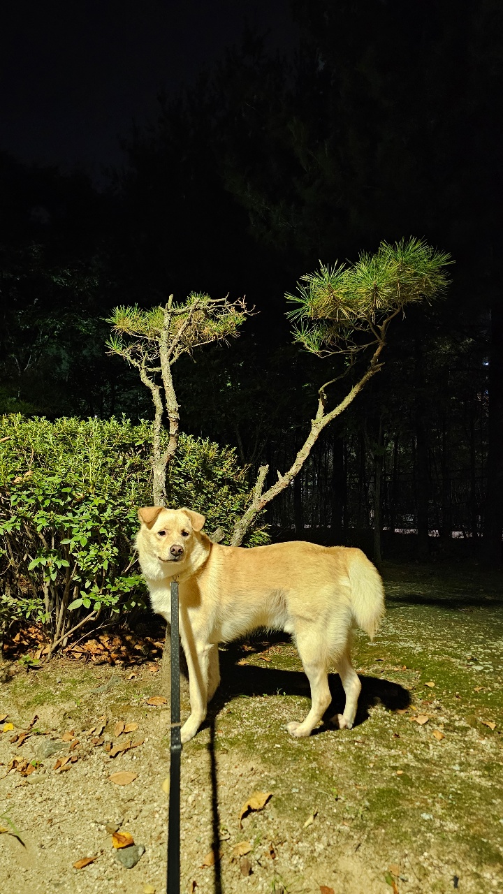 가을 밤