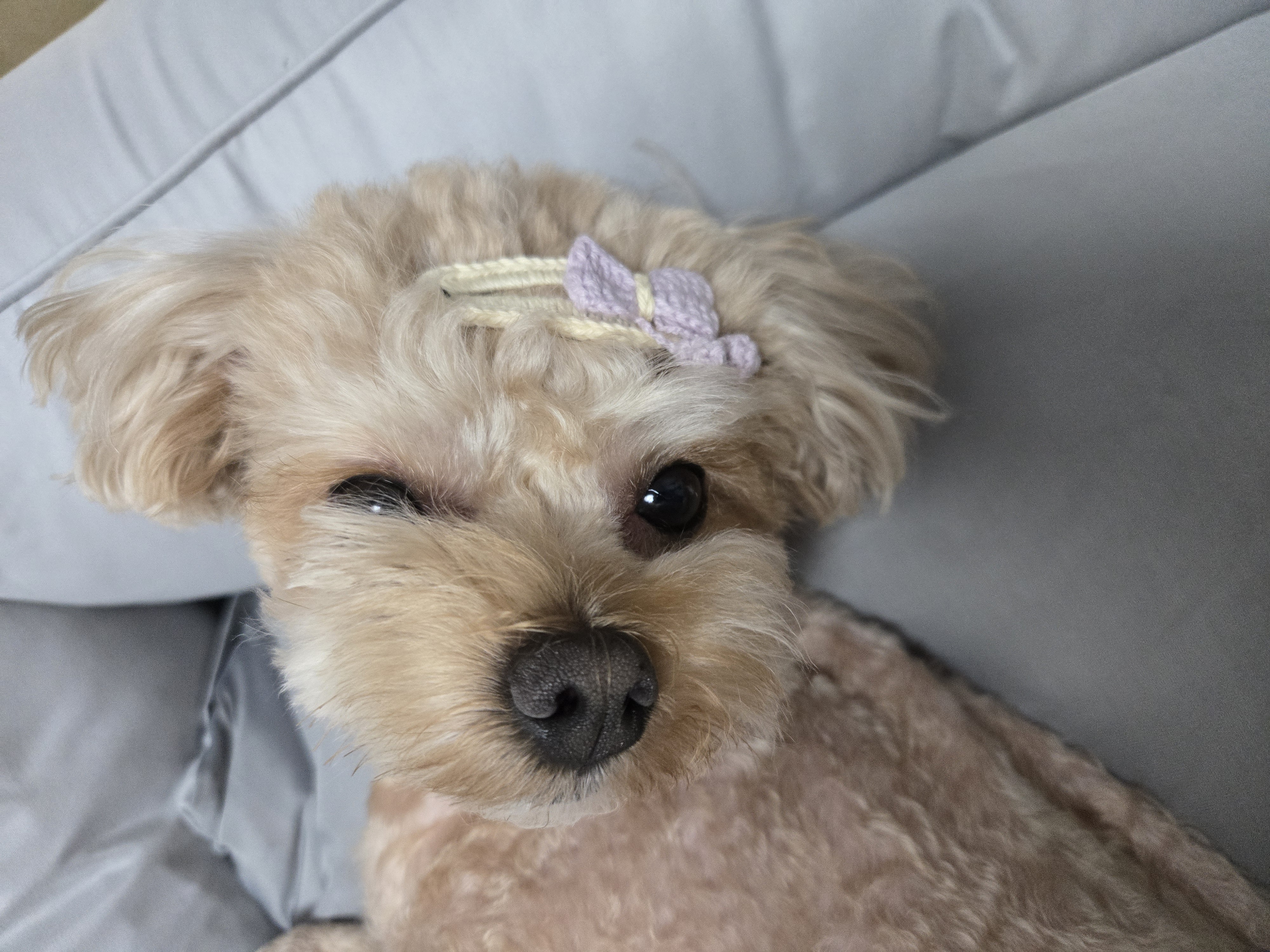댕댕이 딸