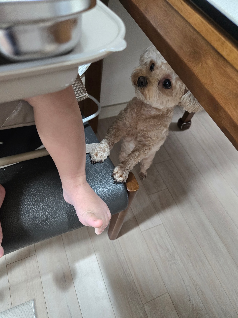 뭐라도 줄까 싶어서 기다리는 🐶