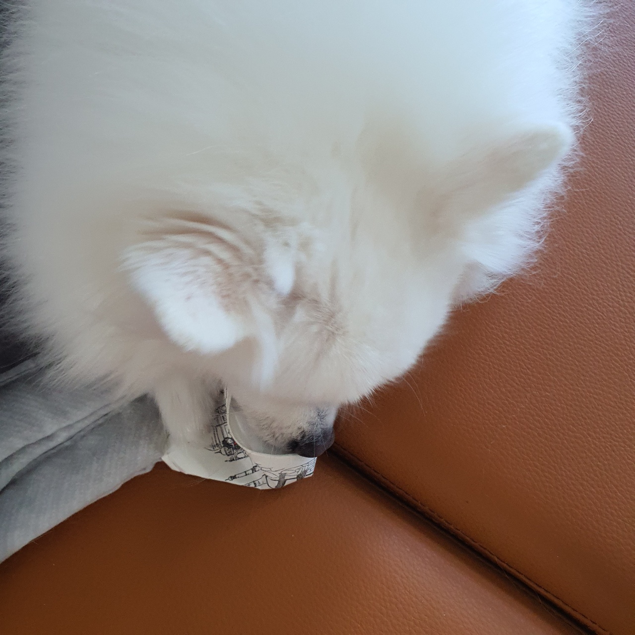 강아지 도파민 타임