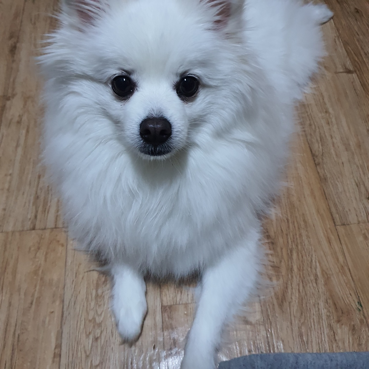•̀ ᴥ •́