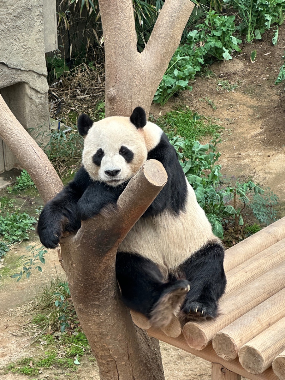 판다 좋아하세요?