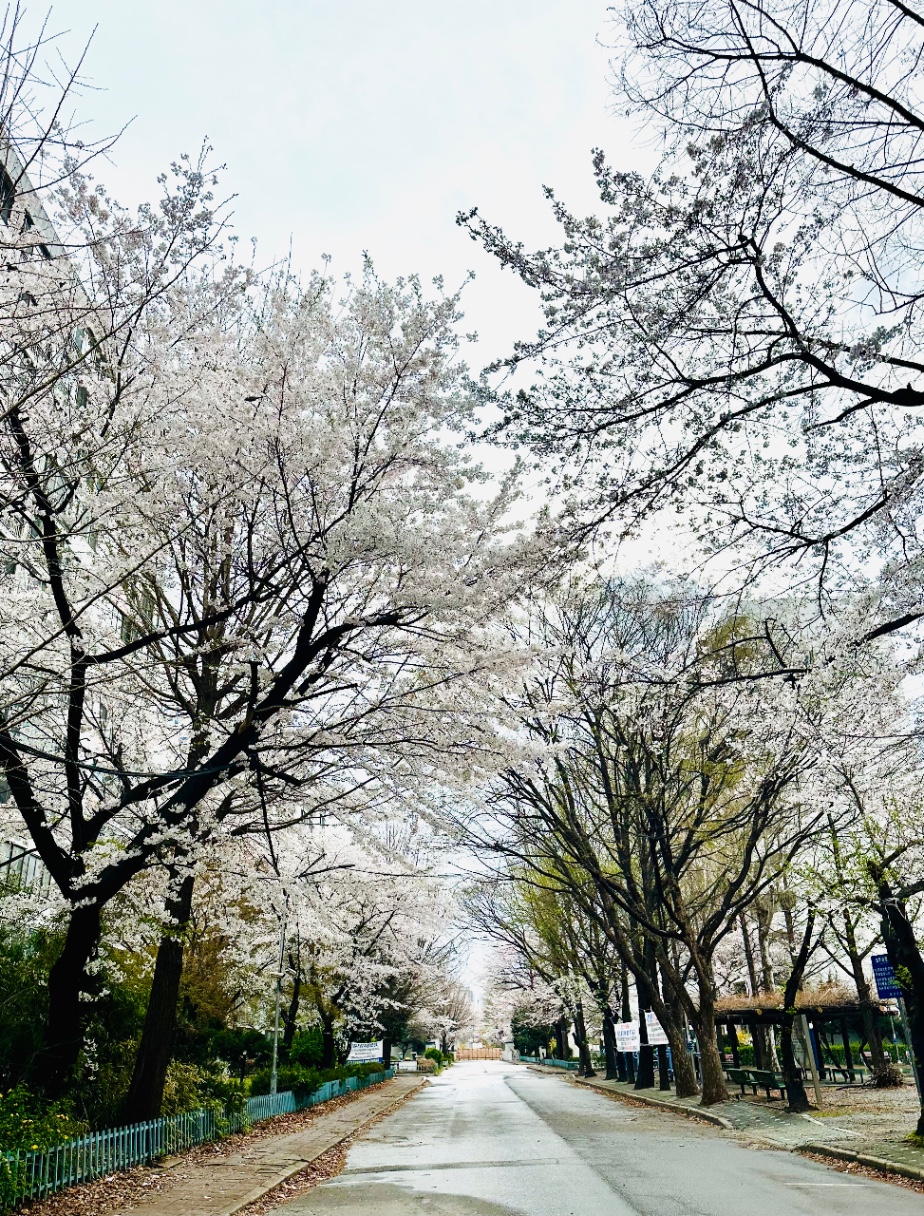 마지막 벚꽃나무