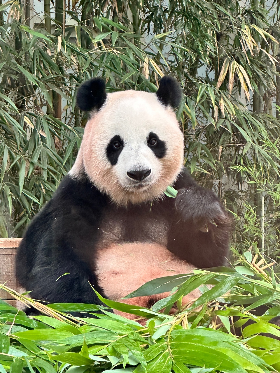 우주최강 귀여운 자이언트판다 🐼