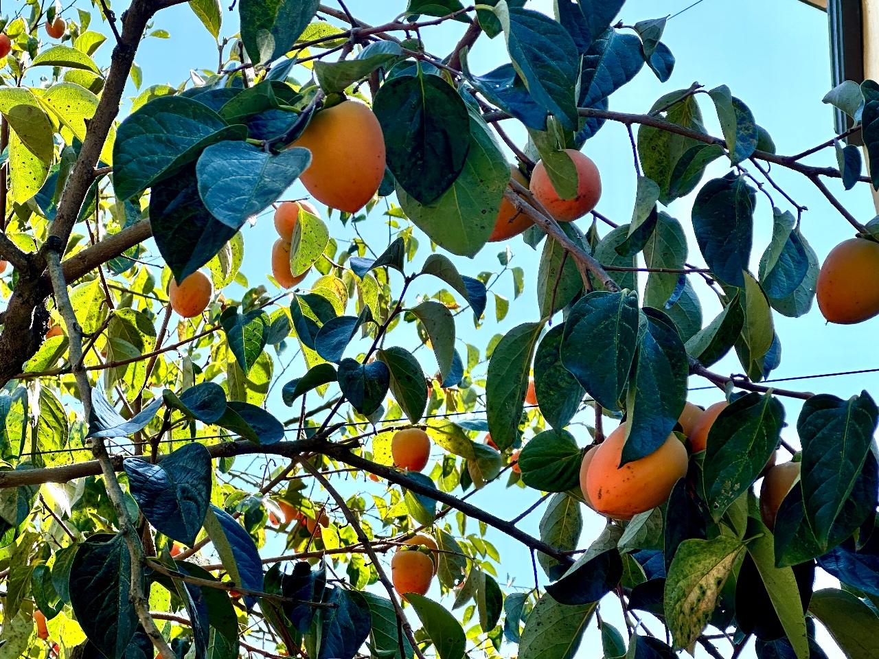가을이 무르익어가고 있어요 🍊🌰