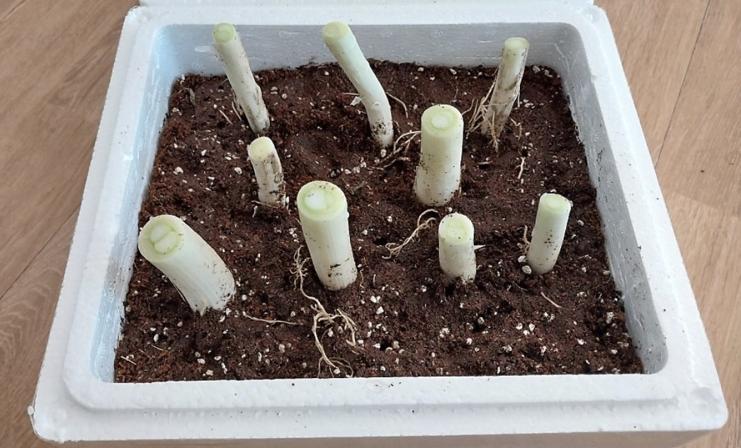 파를 심었어요🪴🌱