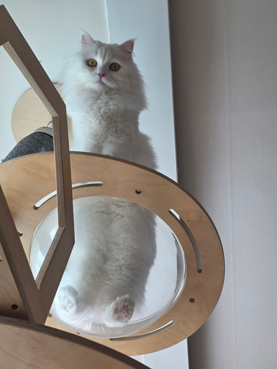 고양이 어디까지 늘어나는 거예요 ?