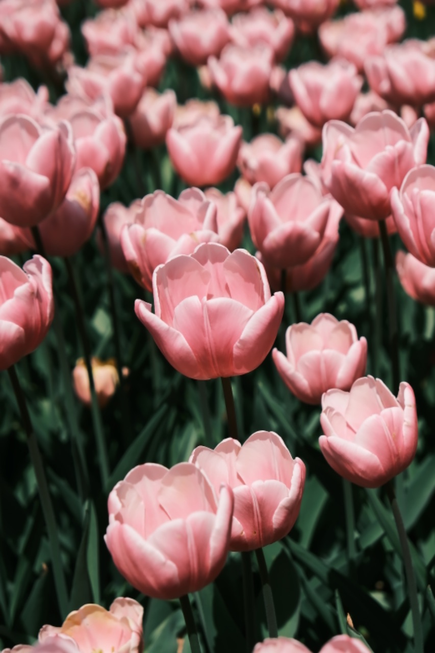 튤립대잔치🌷