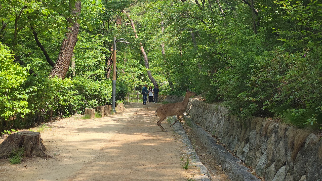 숲 속 산책로에서 뛰노는 사슴