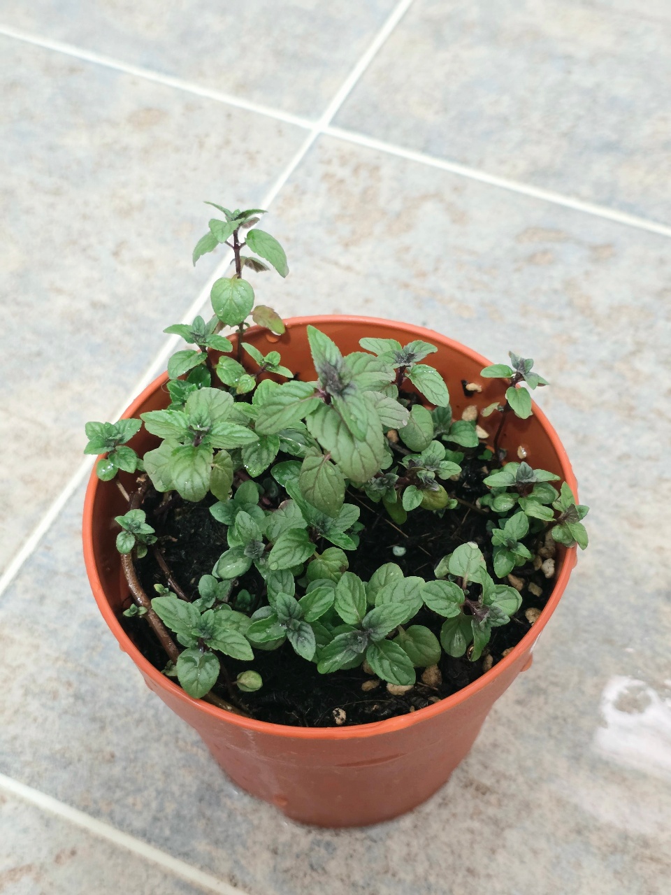 페퍼민트 🌿