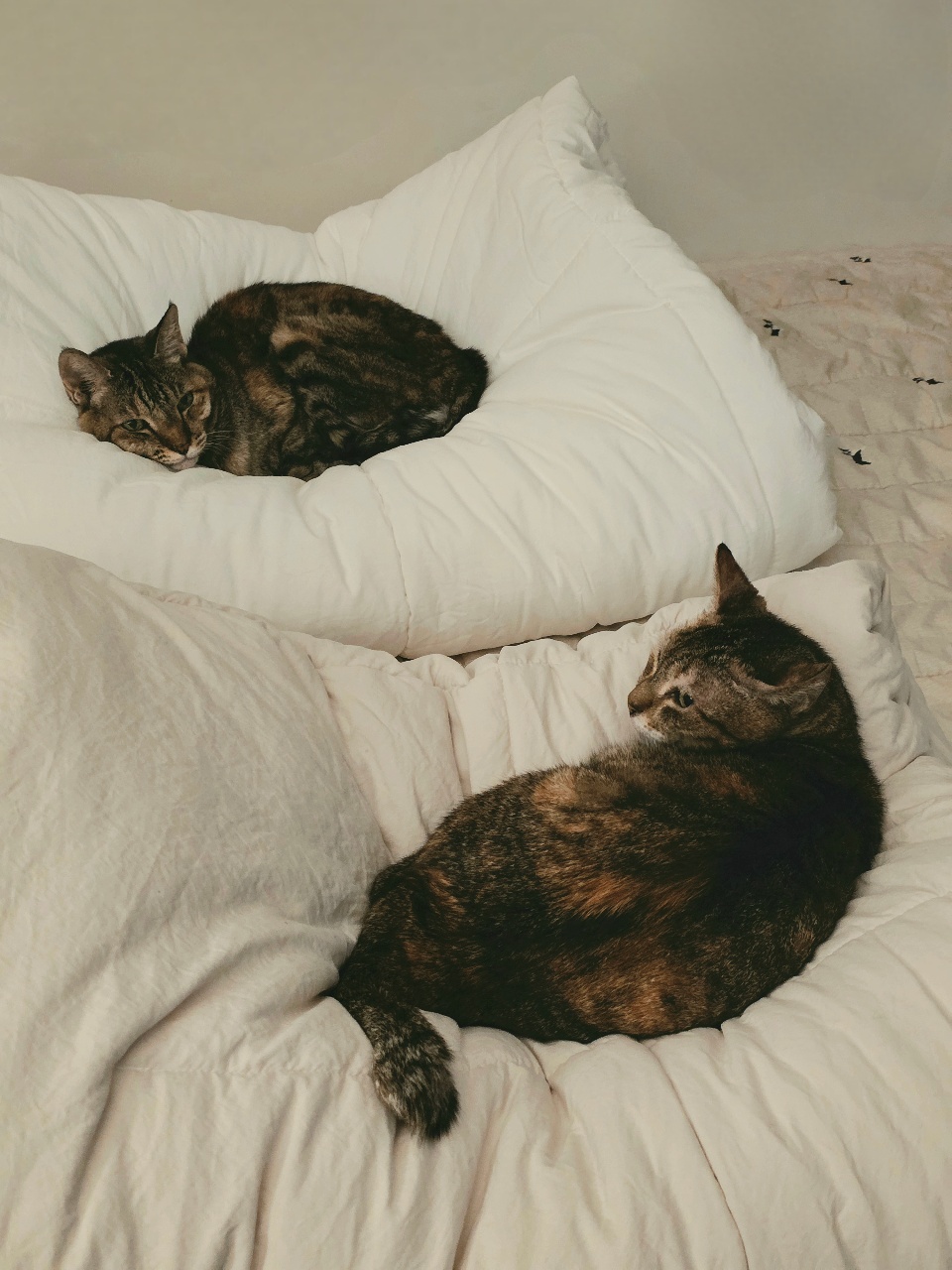 굿모닝 😽