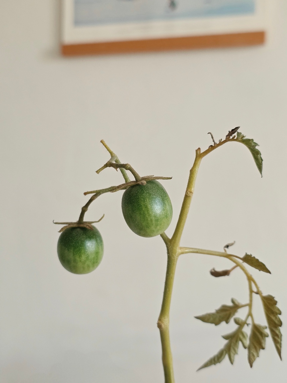 오늘의 화이트체리 토마토