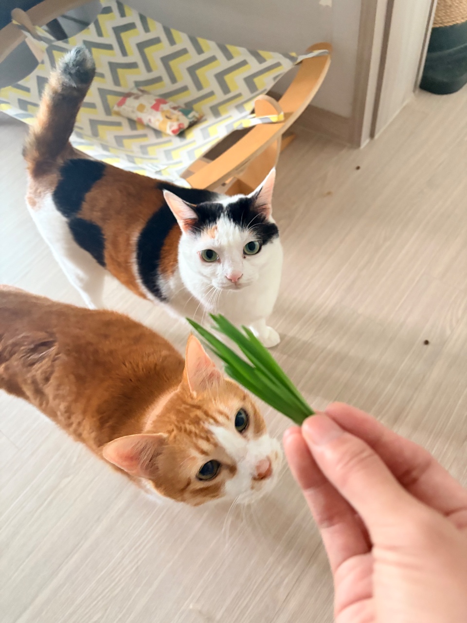 우리집 뚱땡이