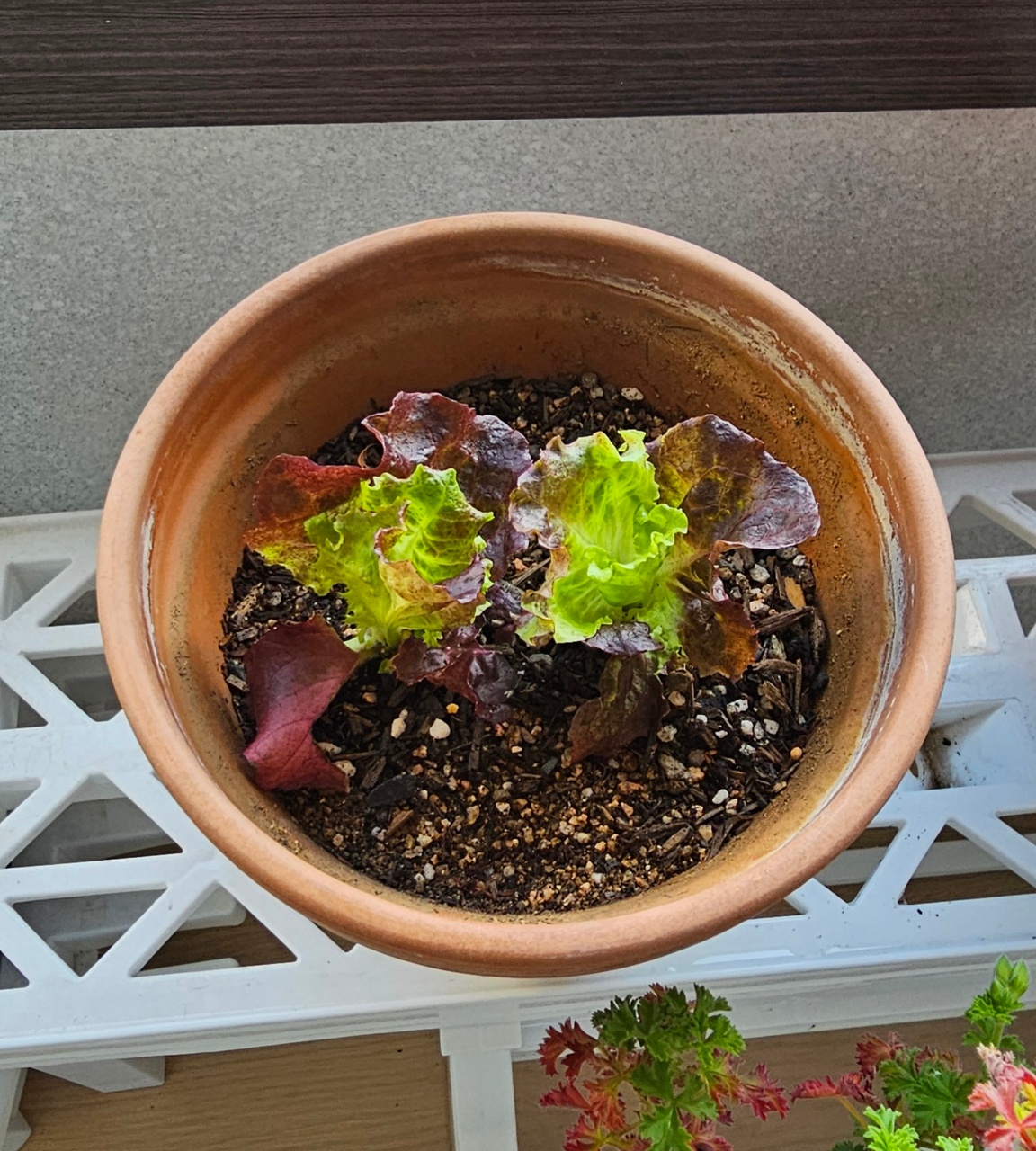 테라코타 화분에서 자라는 상추와 나물 잎채소
