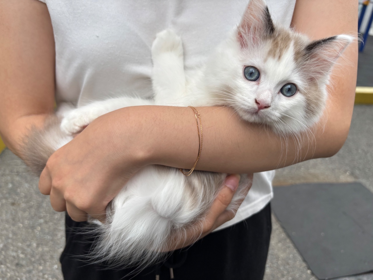 친구 고양이~~