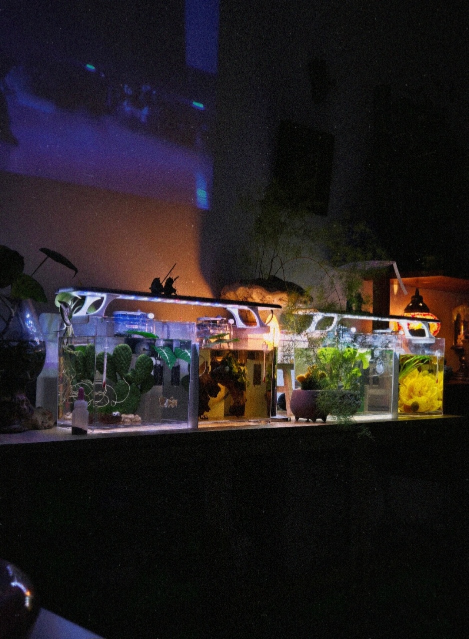 🐠✨️