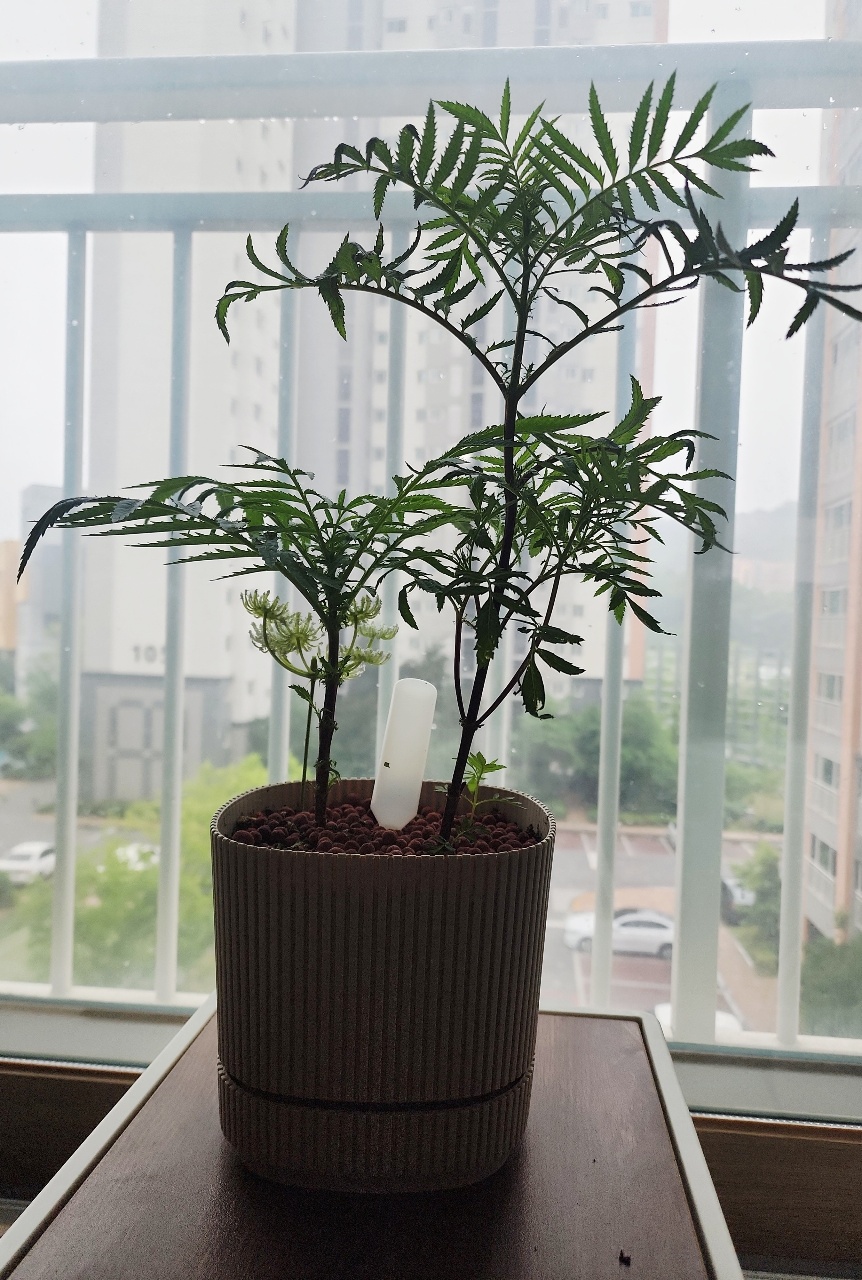 수레국화와 새싹