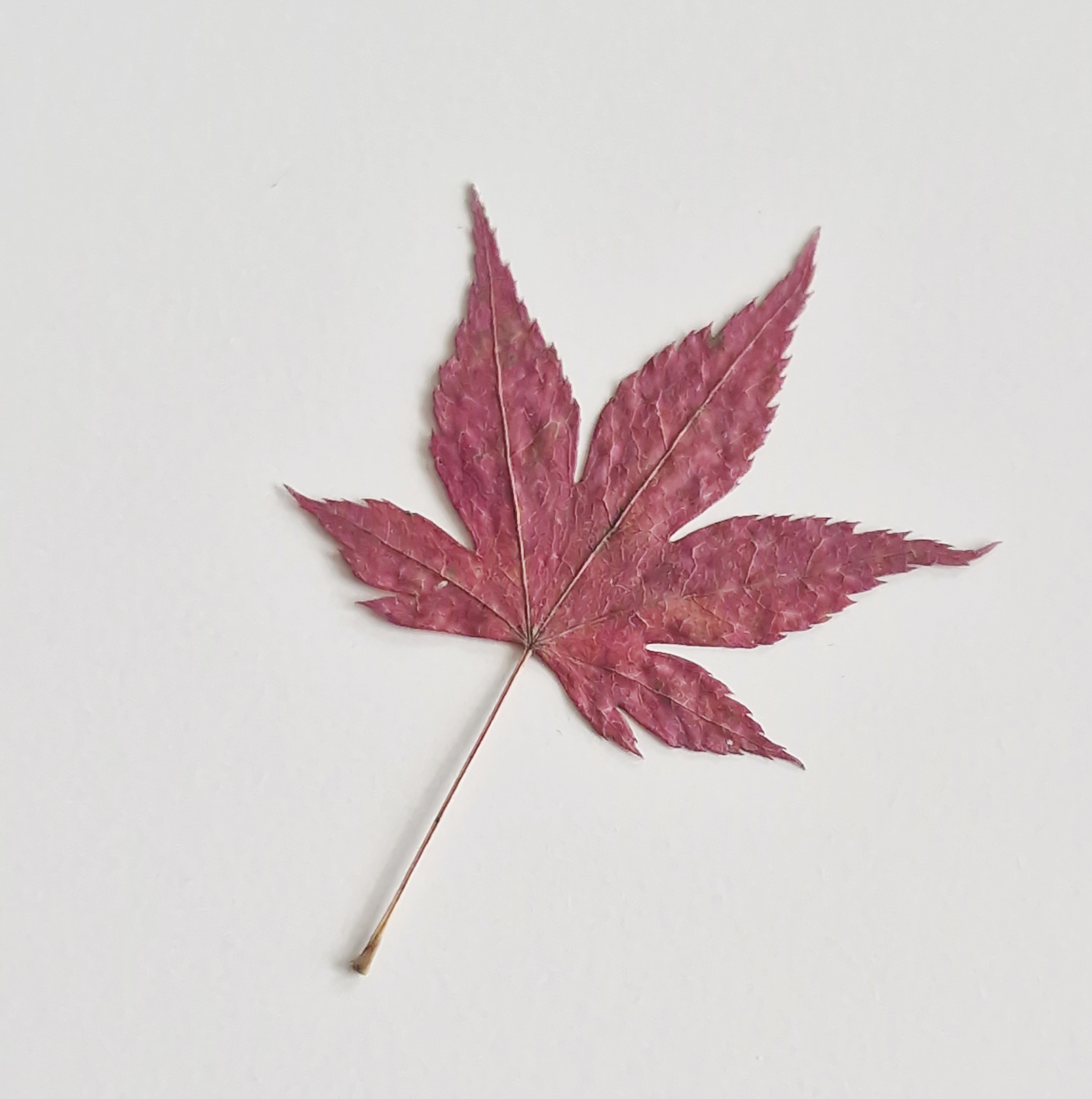 가을의 책갈피🍁