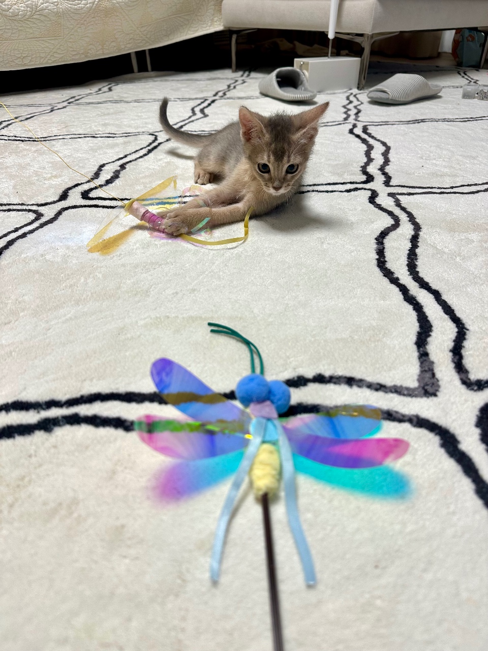 고양이 장난감 리폼