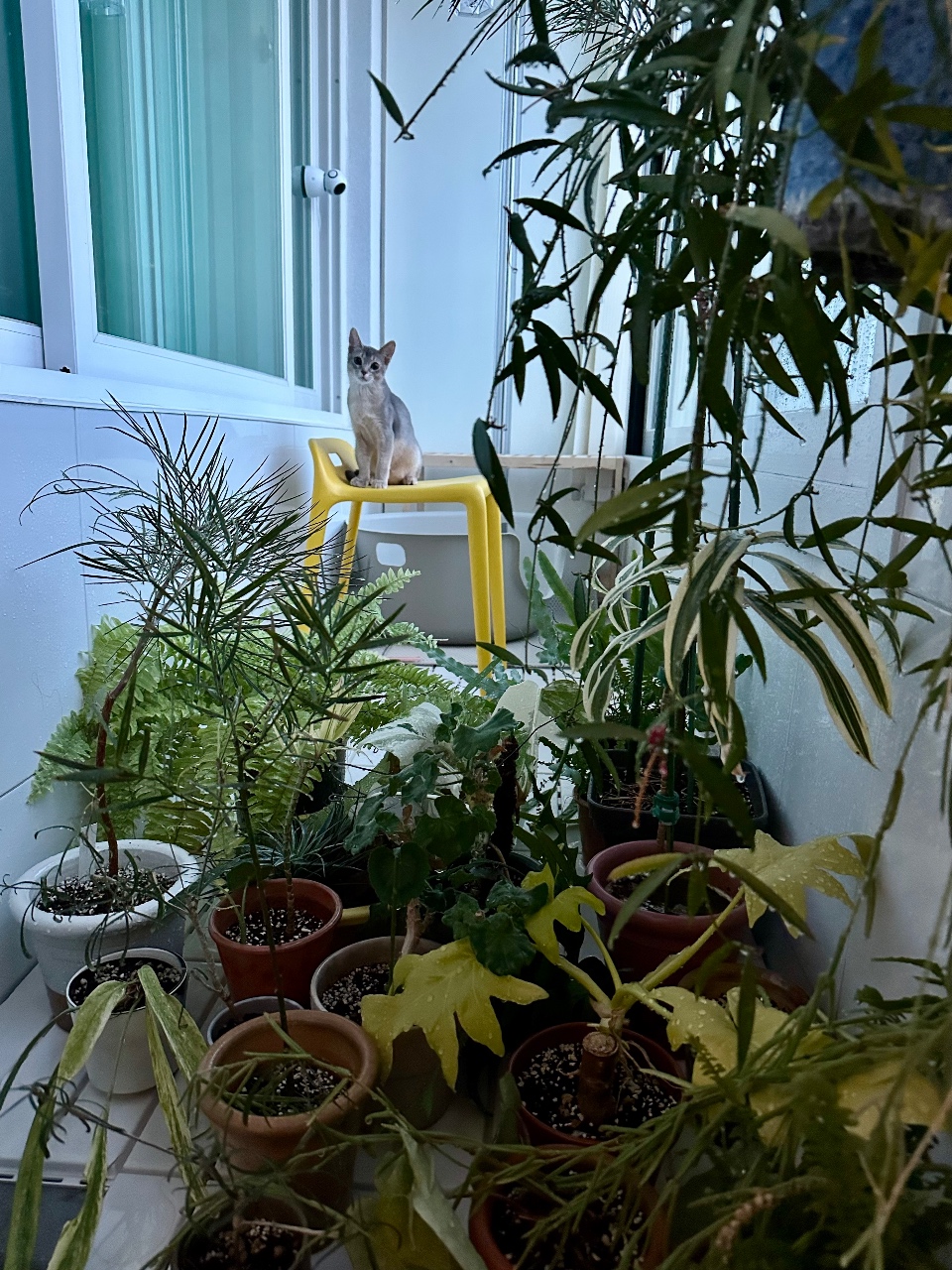 목요일 반려식물 목욕날🌿