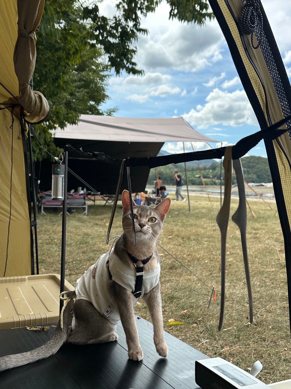 캠핑냥🏕️😺