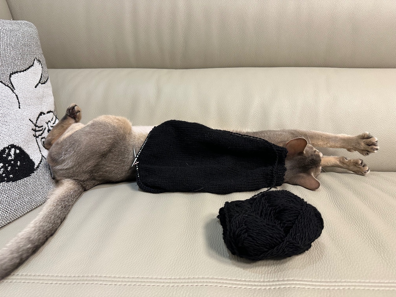고양이 옷 뜨개🧶