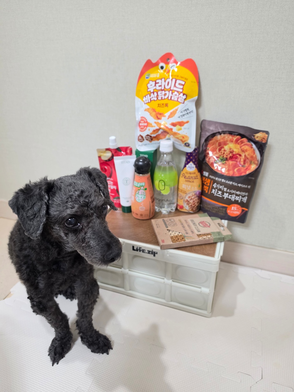 저희 집 멍멍이 <하쿠>를 소개합니다🐶