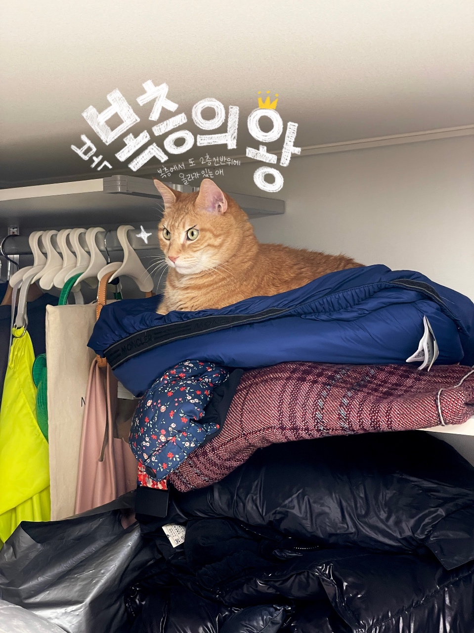 복복층의 왕, 오랑씨.