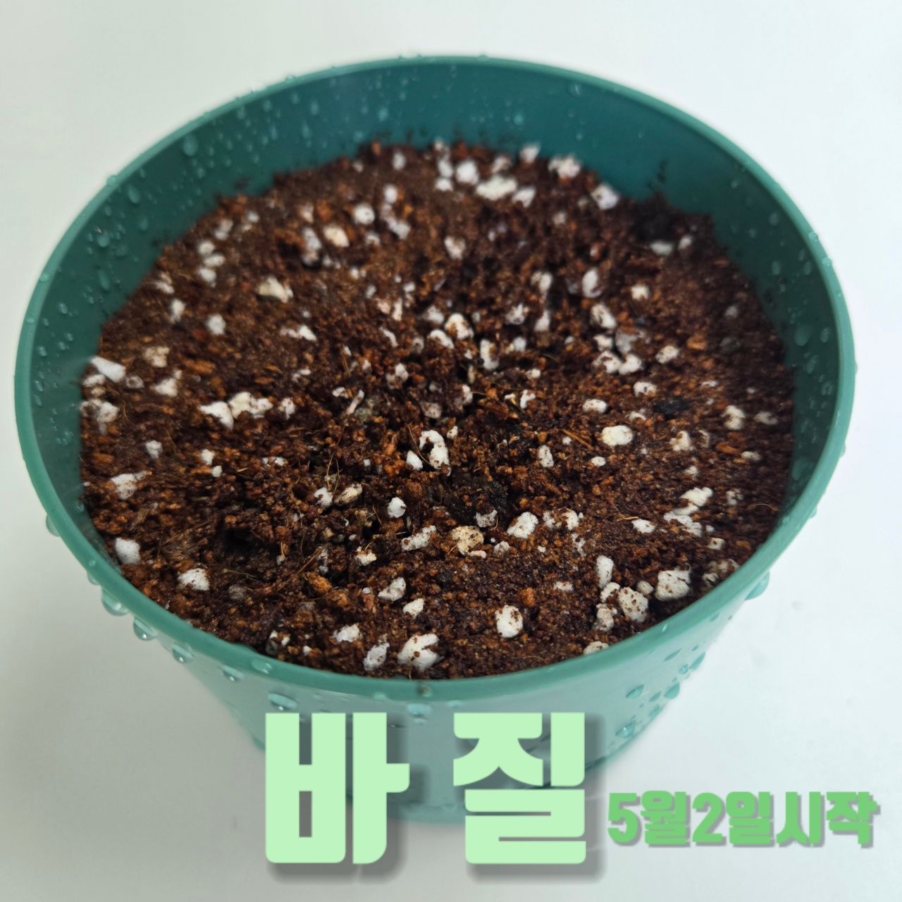 바질재배 