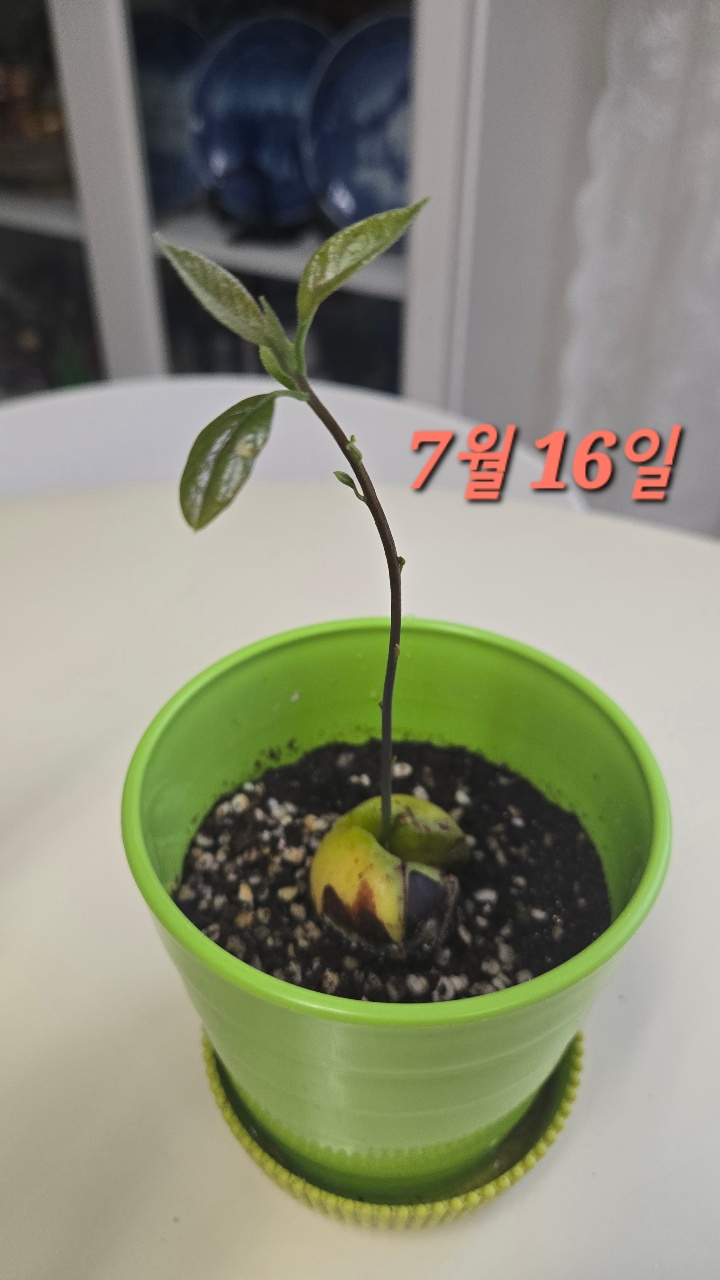 나의 아보카도 키우기~