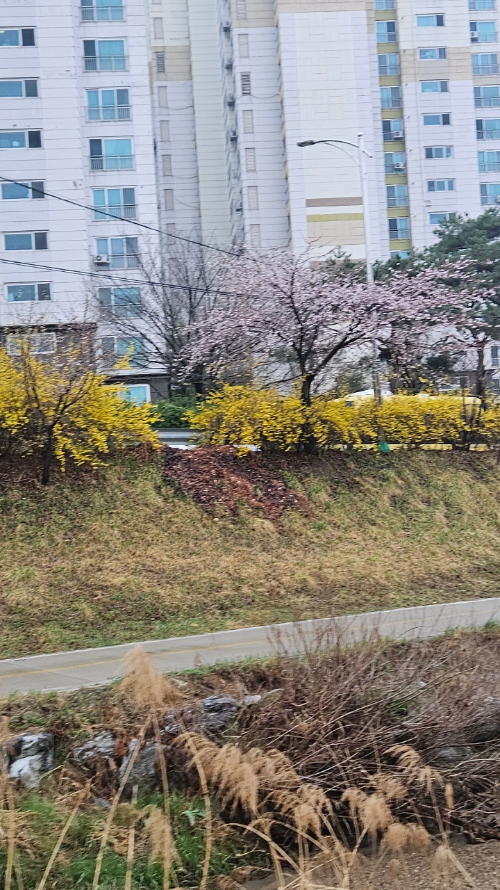 아파트 단지 앞 정원의 봄 꽃과 나무