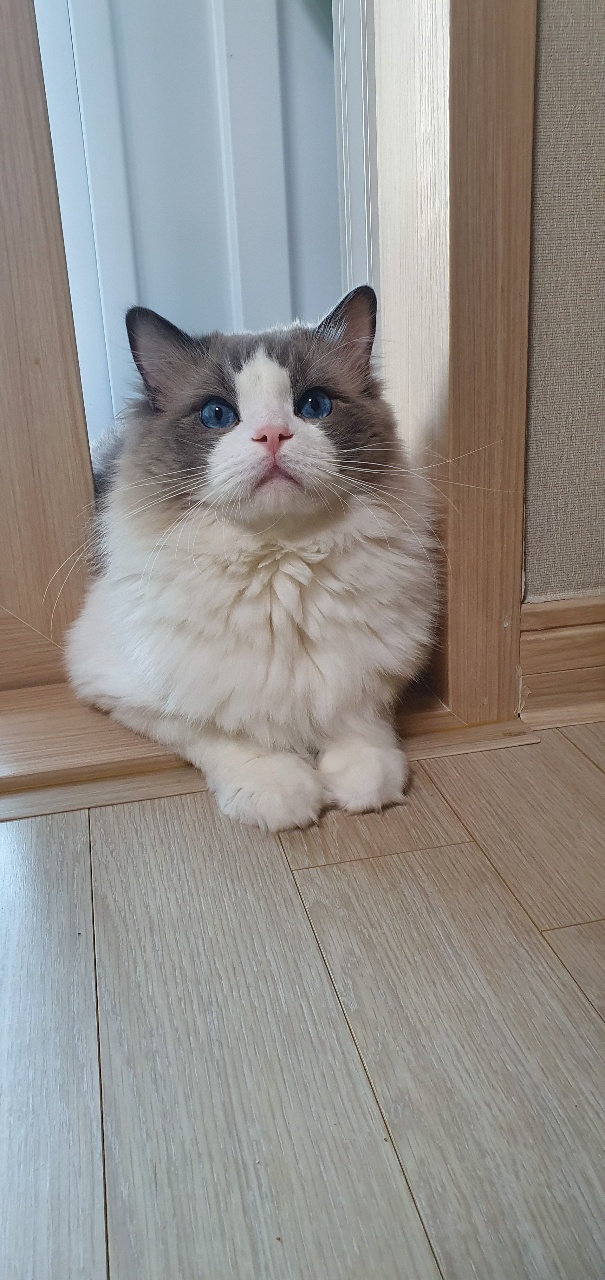 안냥