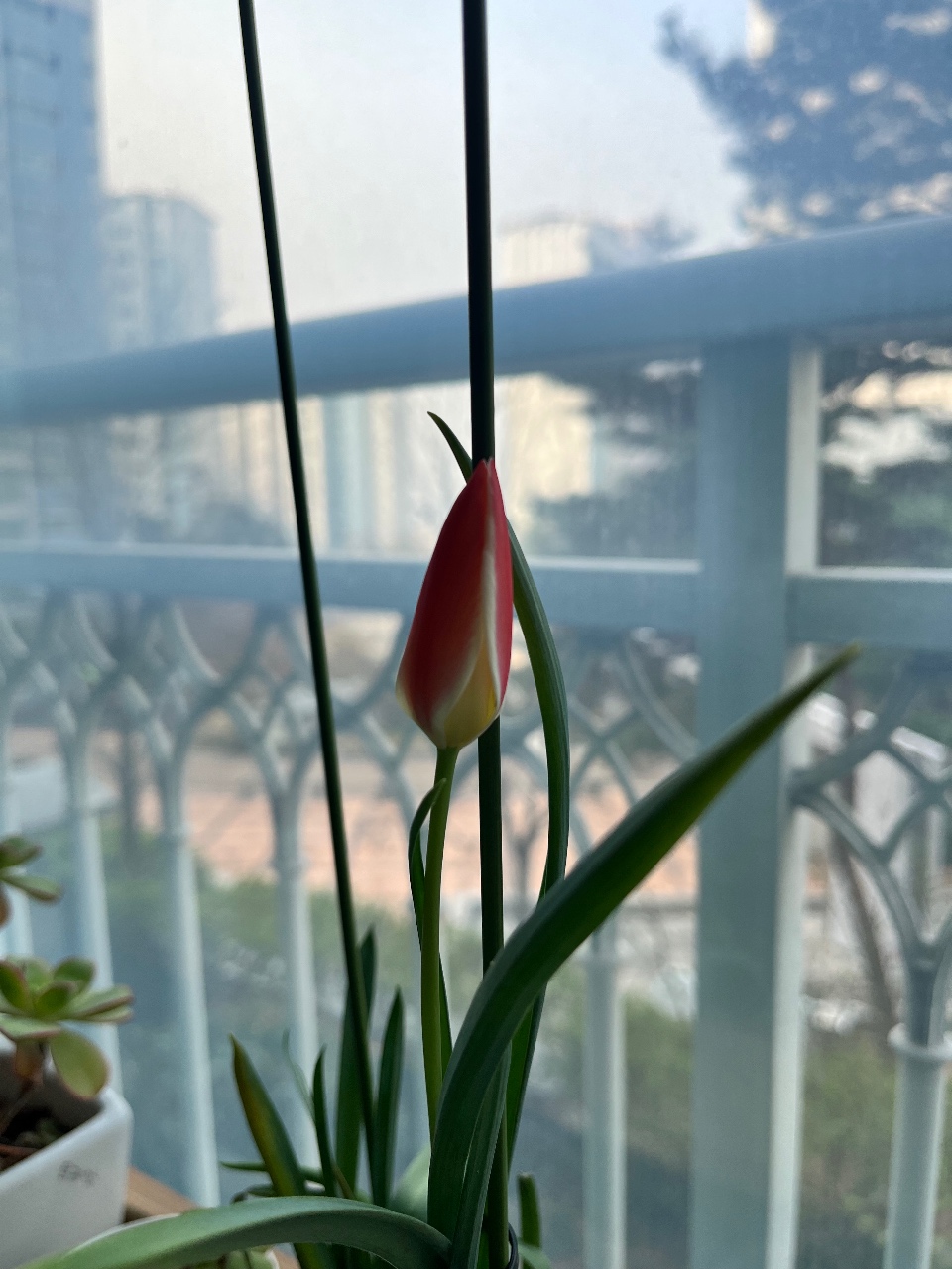 작년에 라이프집 이벤트당첨 되어서 받은 튤립