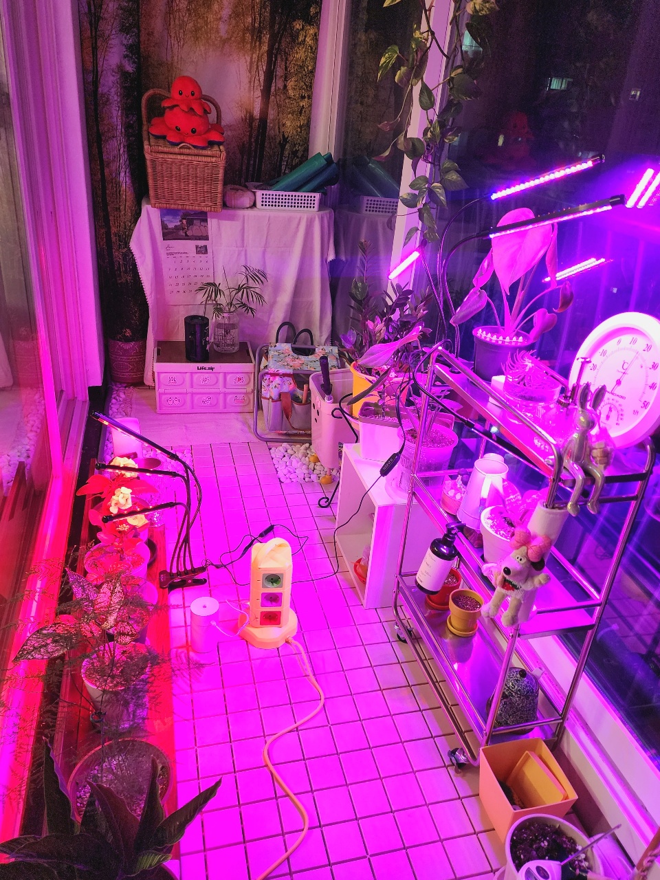 저녁 식물존 🌱