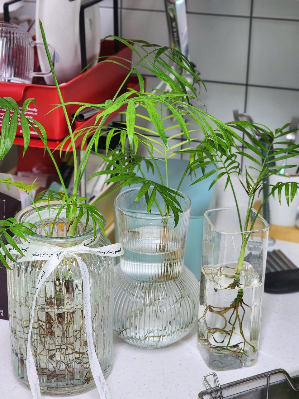 테이블야자 뿌리 잘라주고 물갈아주기🌱