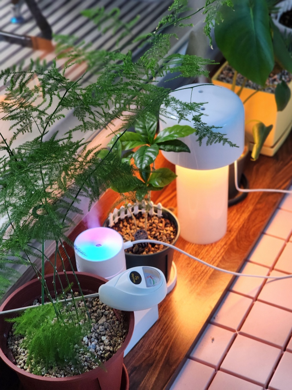 저녁의 식물존🌱