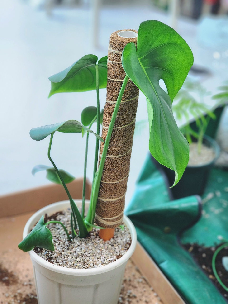 돈나무 몬스테라 테이블야자 분갈이🌱