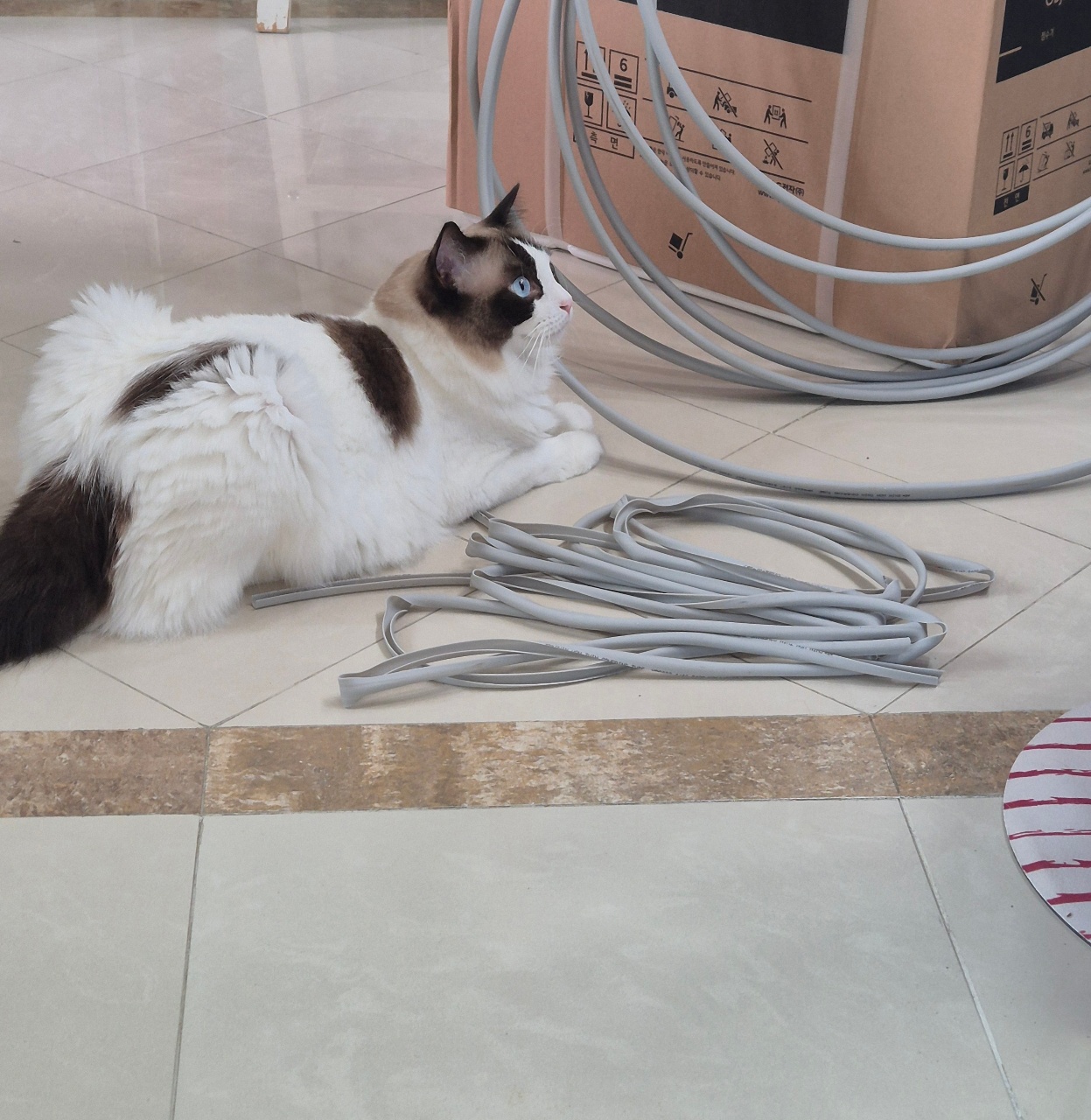 성격 다른 고양이🐱
