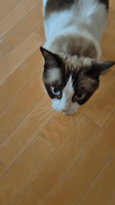어디가냥😺
