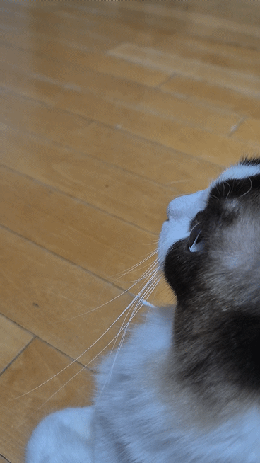 TV보는 고냥씨들😺