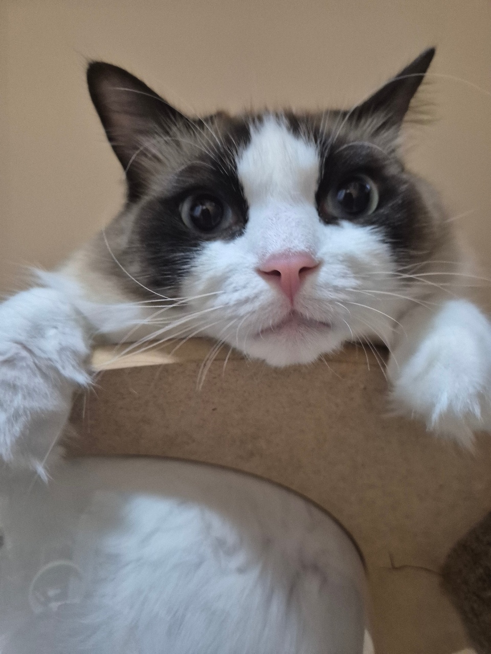 그냥 마냥 귀엽다😺