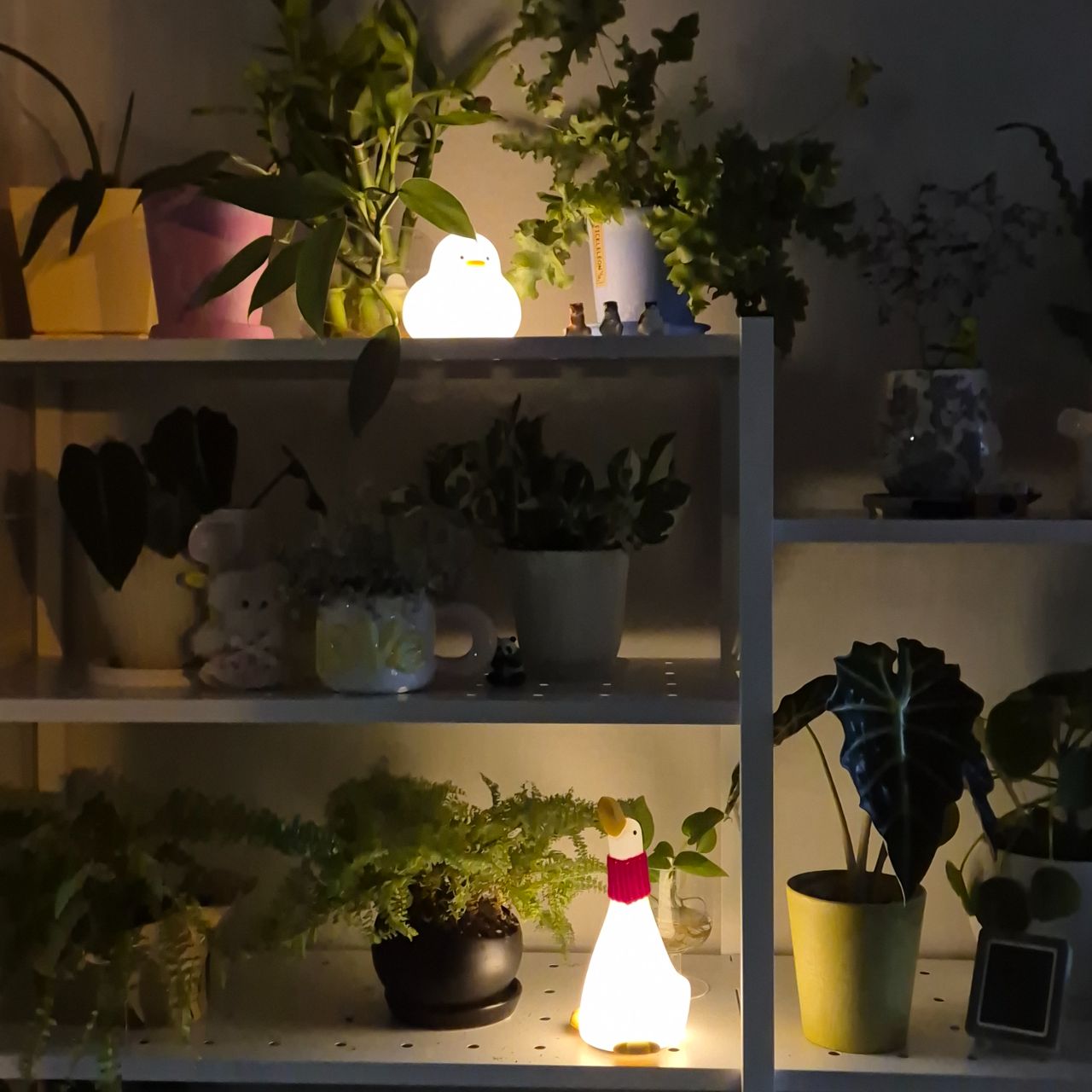 어느새 식며들었다..💚 고사리 러버의 식집사 성장기🌿